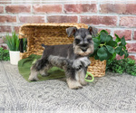 Small #7 Schnauzer (Miniature)
