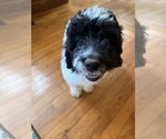 Small Photo #110 Aussiedoodle Puppy For Sale in ASHEVILLE, NC, USA