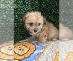 Puppy 4 Maltipoo-Shih Tzu Mix