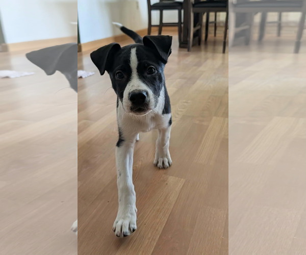 Medium Photo #2 Aussiedor Puppy For Sale in SHERBURNE, NY, USA