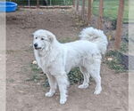 Small #2 Great Pyrenees