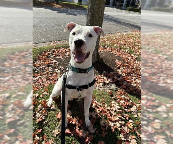 Medium Photo #1 American Bulldog Puppy For Sale in Vaughan, Ontario, Canada