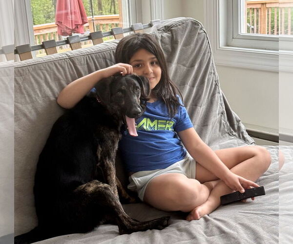 Medium Photo #4 Plott Hound-Unknown Mix Puppy For Sale in Rockaway, NJ, USA