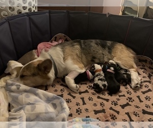 Mother of the Pembroke Welsh Corgi puppies born on 12/15/2022