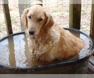 Golden Retriever Puppy for Sale in CROSSVILLE, Tennessee USA