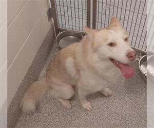 - Mix Dogs for adoption in Houston, TX, USA