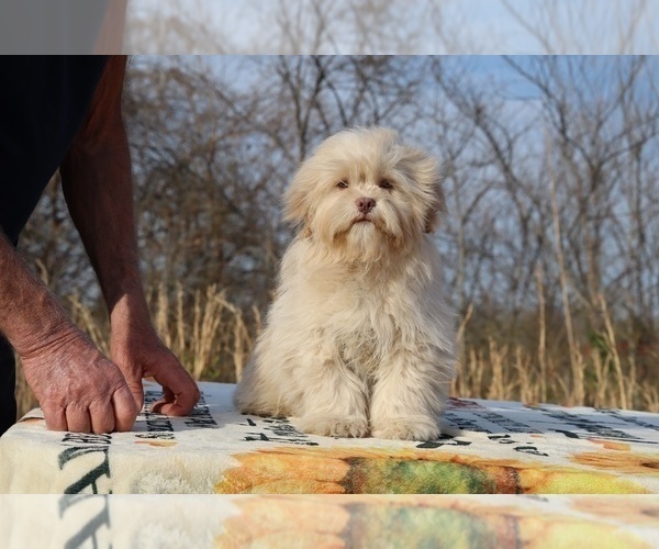Medium Photo #31 ShihPoo Puppy For Sale in DYERSBURG, TN, USA