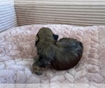 Small Photo #43 Yorkipoo Puppy For Sale in ARLINGTON, TX, USA