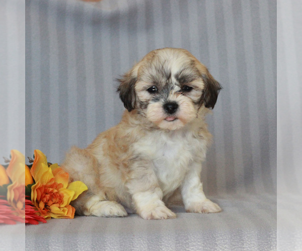 Medium Photo #3 Zuchon Puppy For Sale in NARVON, PA, USA