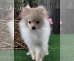 Small #7 Pomeranian