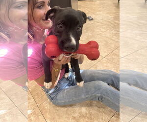 Mutt Dogs for adoption in Hilton Head, SC, USA