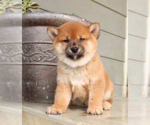 Shiba Inu Puppy for sale in CANTON, SD, USA