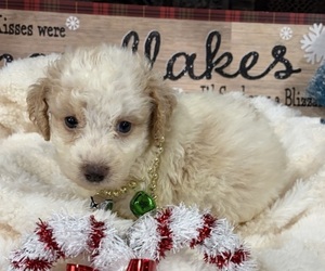 Goldendoodle (Miniature) Puppy for sale in HICKORY, NC, USA