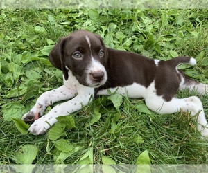 Medium German Shorthaired Pointer