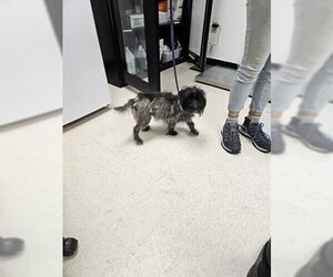 Cairn Terrier Dogs for adoption in Norfolk, VA, USA