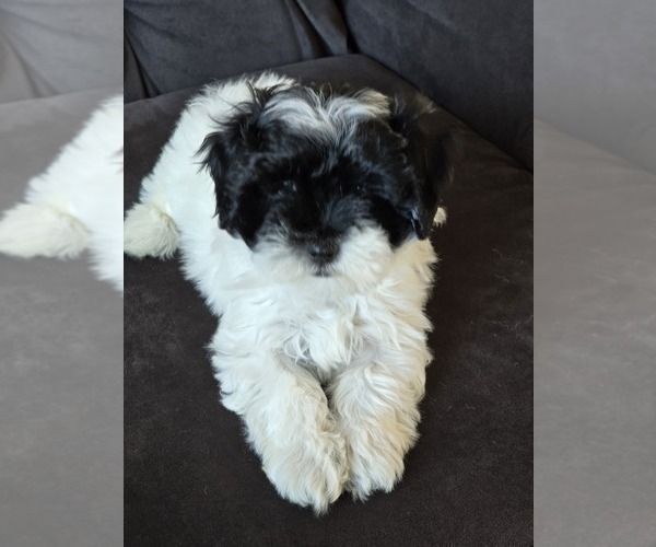 Medium Photo #4 Maltipoo Puppy For Sale in SOUTHWICK, MA, USA