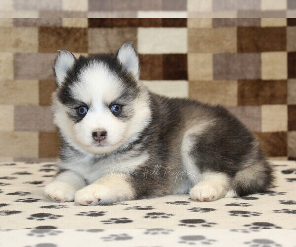 Medium Photo #2 Pomsky Puppy For Sale in DENVER, PA, USA