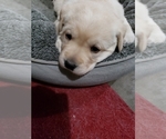 Small Photo #6 Labrador Retriever Puppy For Sale in ADRIAN, MO, USA