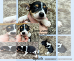 Small #1 Rat Terrier