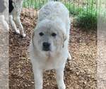 Small #1 Aussie Pyrenees