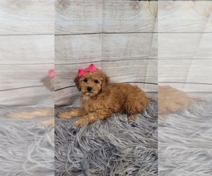 Goldendoodle (Miniature) Puppy for sale in INDIANAPOLIS, IN, USA