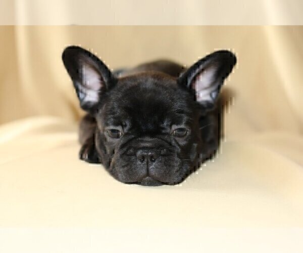 Medium Photo #3 French Bulldog Puppy For Sale in PALM BEACH, FL, USA