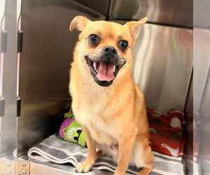 Chug Dogs for adoption in Rancho Cucamonga, CA, USA