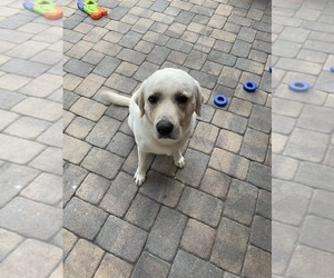 Labrador Retriever Dog for Adoption in MOUNT DORA, Florida USA