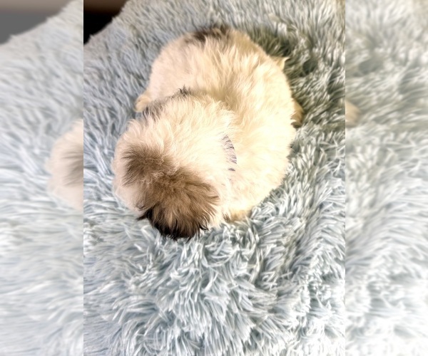 Medium Photo #10 ShihPoo Puppy For Sale in RIPLEY, MS, USA
