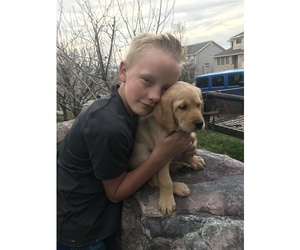 Golden Labrador Puppy for sale in PROVO, UT, USA