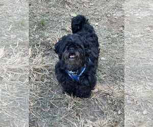 Pekingese-Unknown Mix Dogs for adoption in Jackson, MS, USA