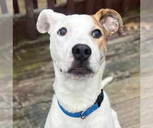 Mutt Dogs for adoption in Canton, CT, USA