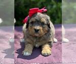 Small Photo #10 Miniature Bernedoodle Puppy For Sale in DUNDEE, OH, USA