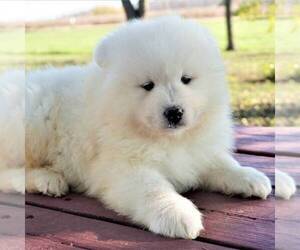 Samoyed Puppy for sale in THORP, WI, USA