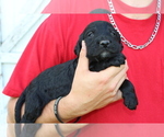 Small Photo #20 Labradoodle Puppy For Sale in ROCKY MOUNT, NC, USA