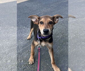 Mutt Dogs for adoption in Sterling, MA, USA