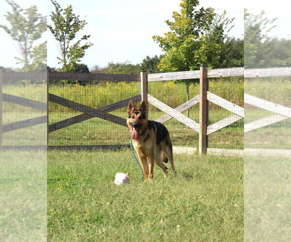 Medium Photo #2 German Shepherd Dog Puppy For Sale in Chestertown, MD, USA
