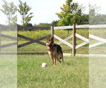 Small #1 German Shepherd Dog