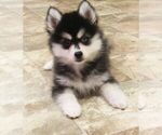 Puppy 1 Pomsky