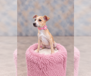 Neza - Female Chihuahua-Unknown Mix Dog for Adoption - Photo #3