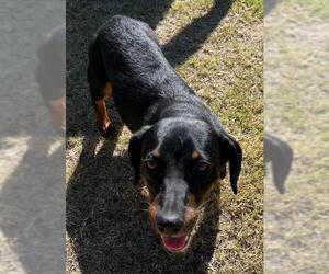 Dachshund Dogs for adoption in Los Angeles, CA, USA