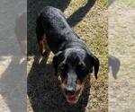 Small Dachshund