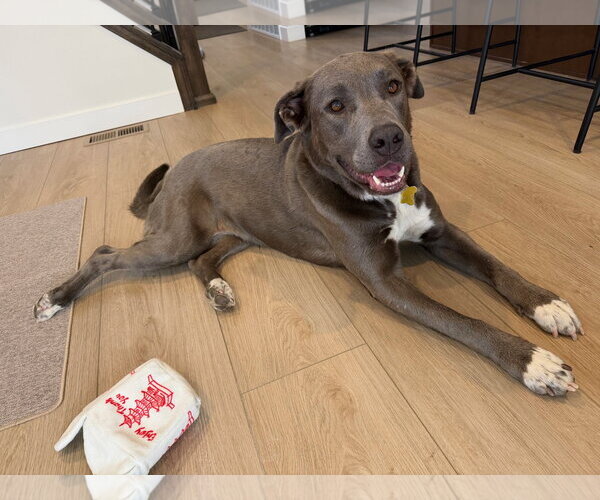 Medium Photo #2 Labrador Retriever-Unknown Mix Puppy For Sale in Sandy, UT, USA