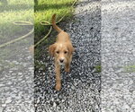 Small #2 Mutt