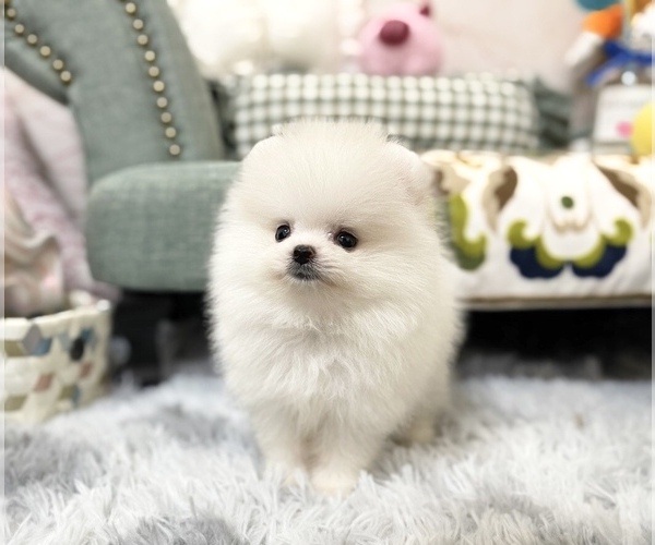 Medium Photo #2 Pomeranian Puppy For Sale in CHICAGO, IL, USA