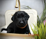 Puppy Oliang Labrador Retriever