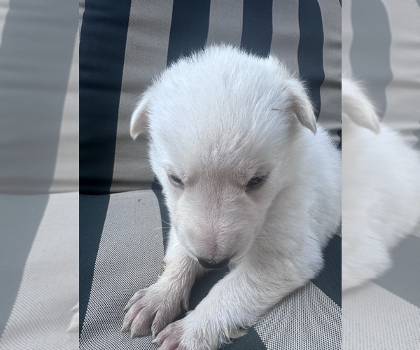 Medium Photo #23 German Shepherd Dog Puppy For Sale in SPRINGFIELD, MO, USA