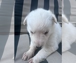 Small Photo #23 German Shepherd Dog Puppy For Sale in SPRINGFIELD, MO, USA