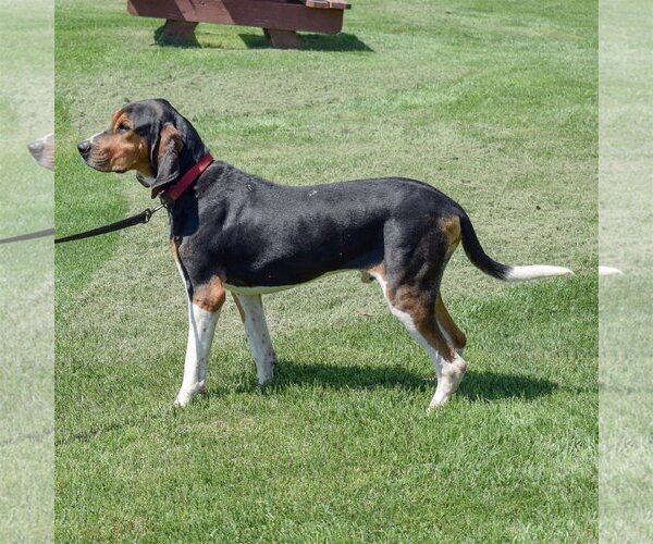 Medium Photo #4 Coonhound Puppy For Sale in Huntley, IL, USA