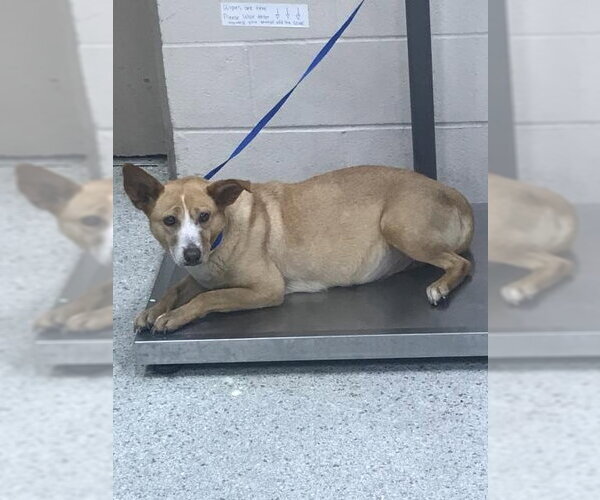 Medium Photo #1 American Pit Bull Terrier-Unknown Mix Puppy For Sale in Conroe, TX, USA